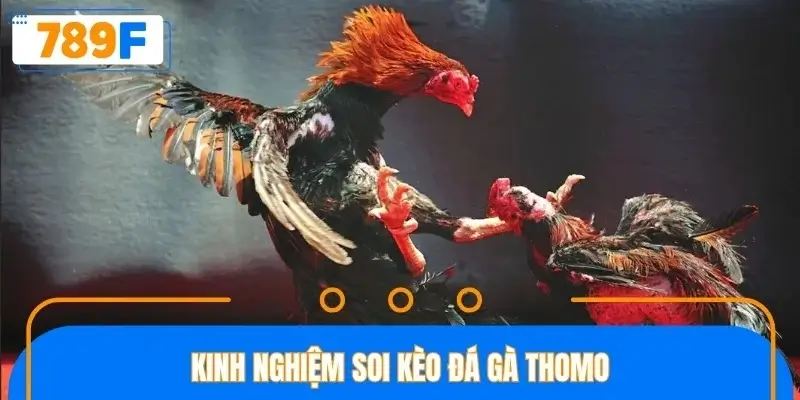 Một số kinh nghiệm soi kèo đá gà cực chuẩn