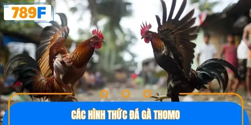 Tổng hợp các hình thức đá gà thomo phổ biến trên nền tảng trực tuyến