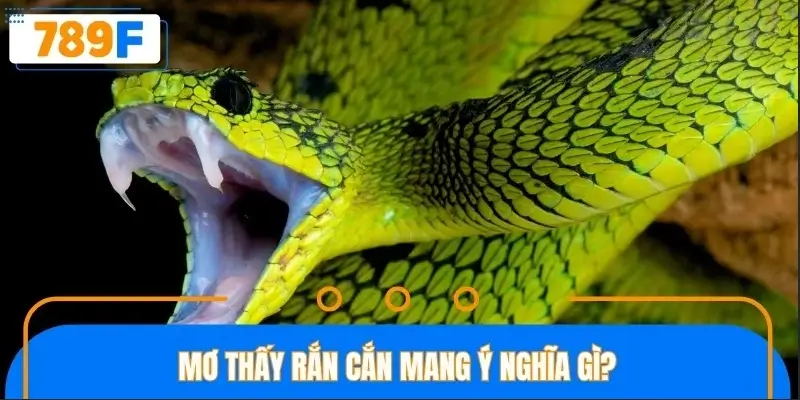 Nằm mơ bị rắn cắn mang ý nghĩa gì?